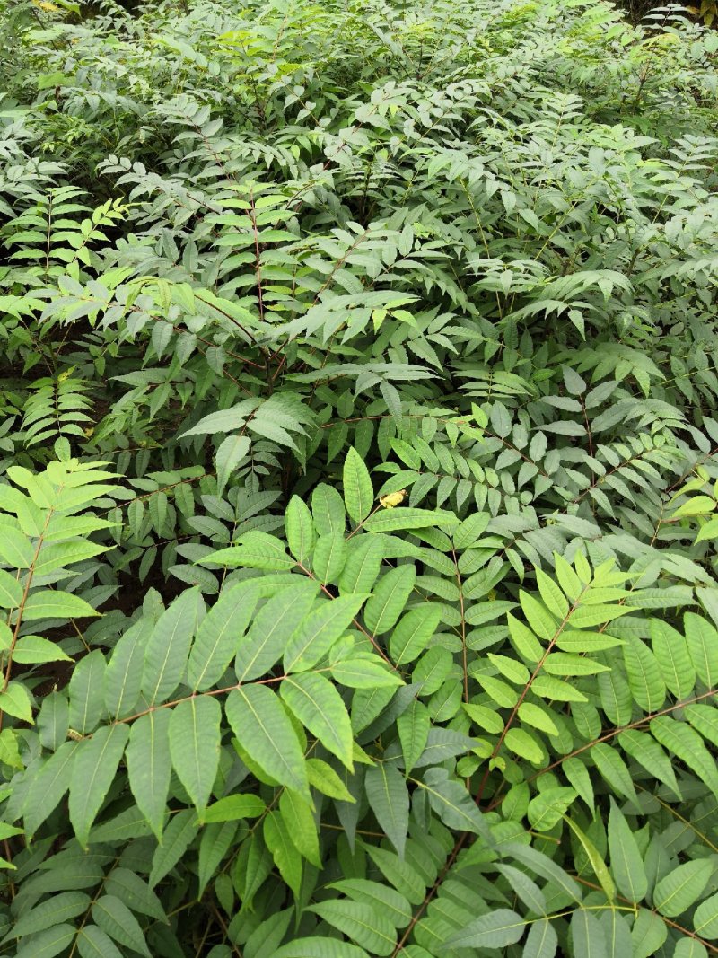 重庆基地批发红油香椿苗巴山红香椿苗椿天树量大从优