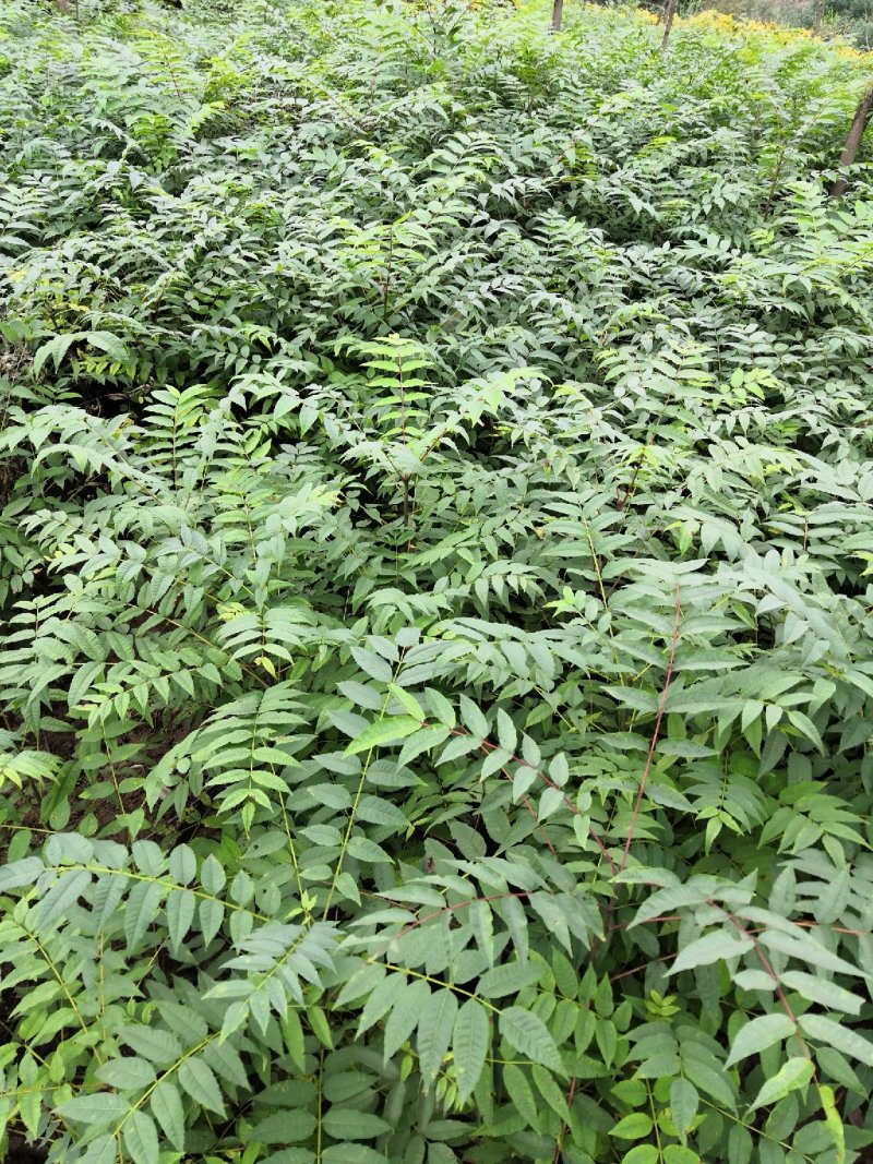 重庆基地批发红油香椿苗巴山红香椿苗椿天树量大从优