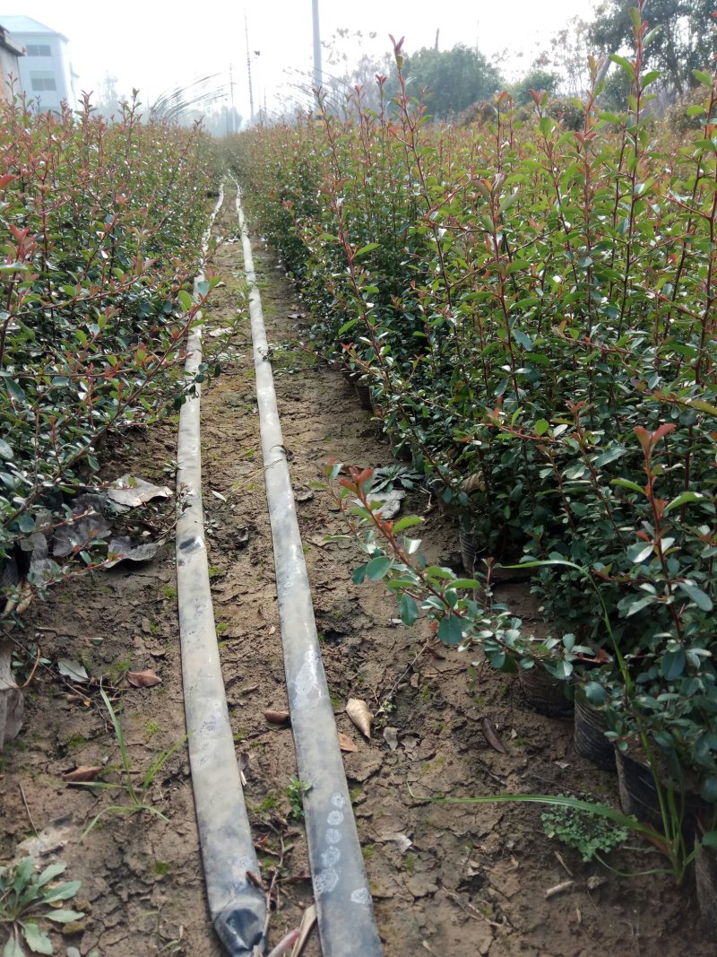 【精品推荐】现挖现发苗圃直发火棘苗.火棘杯苗欢迎