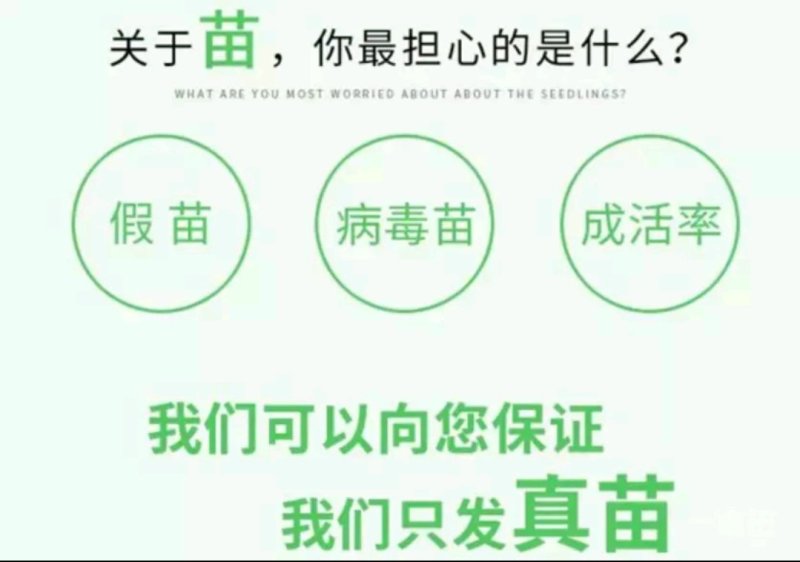 大樱桃苗两年苗免费提供技术指导