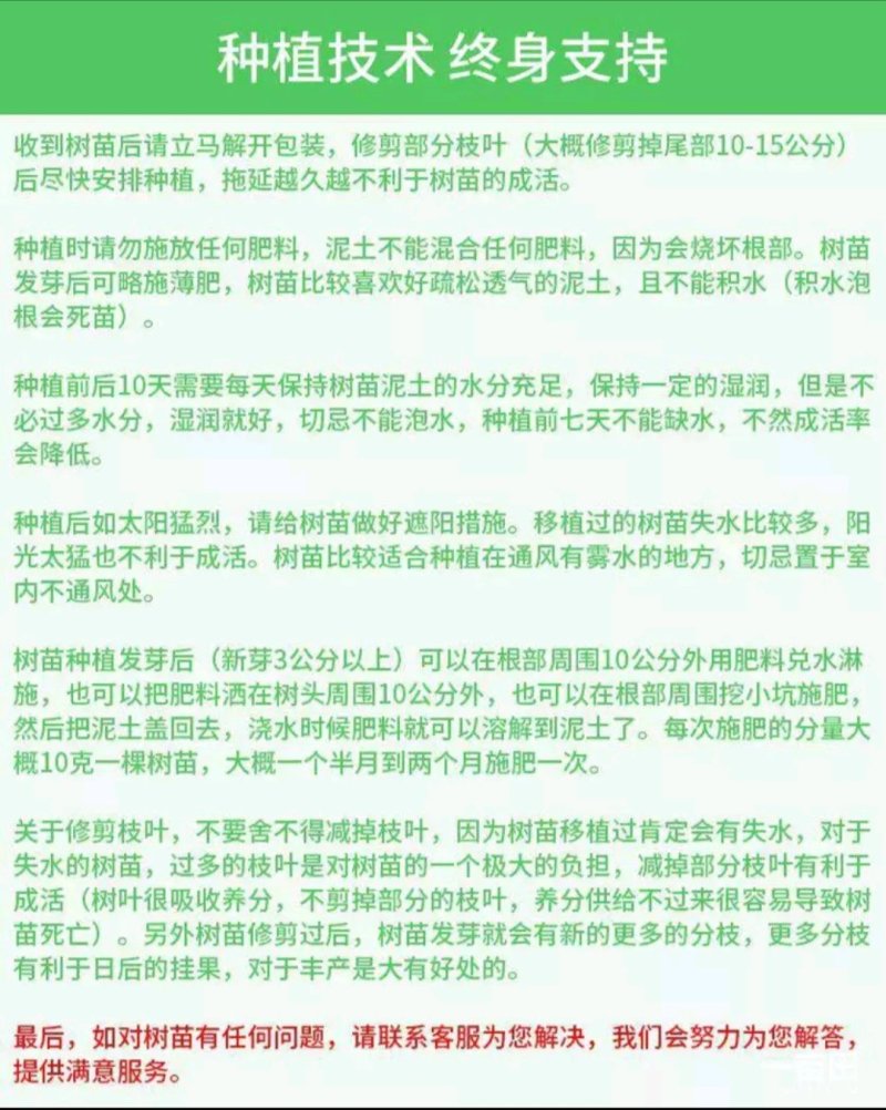 大樱桃苗两年苗免费提供技术指导