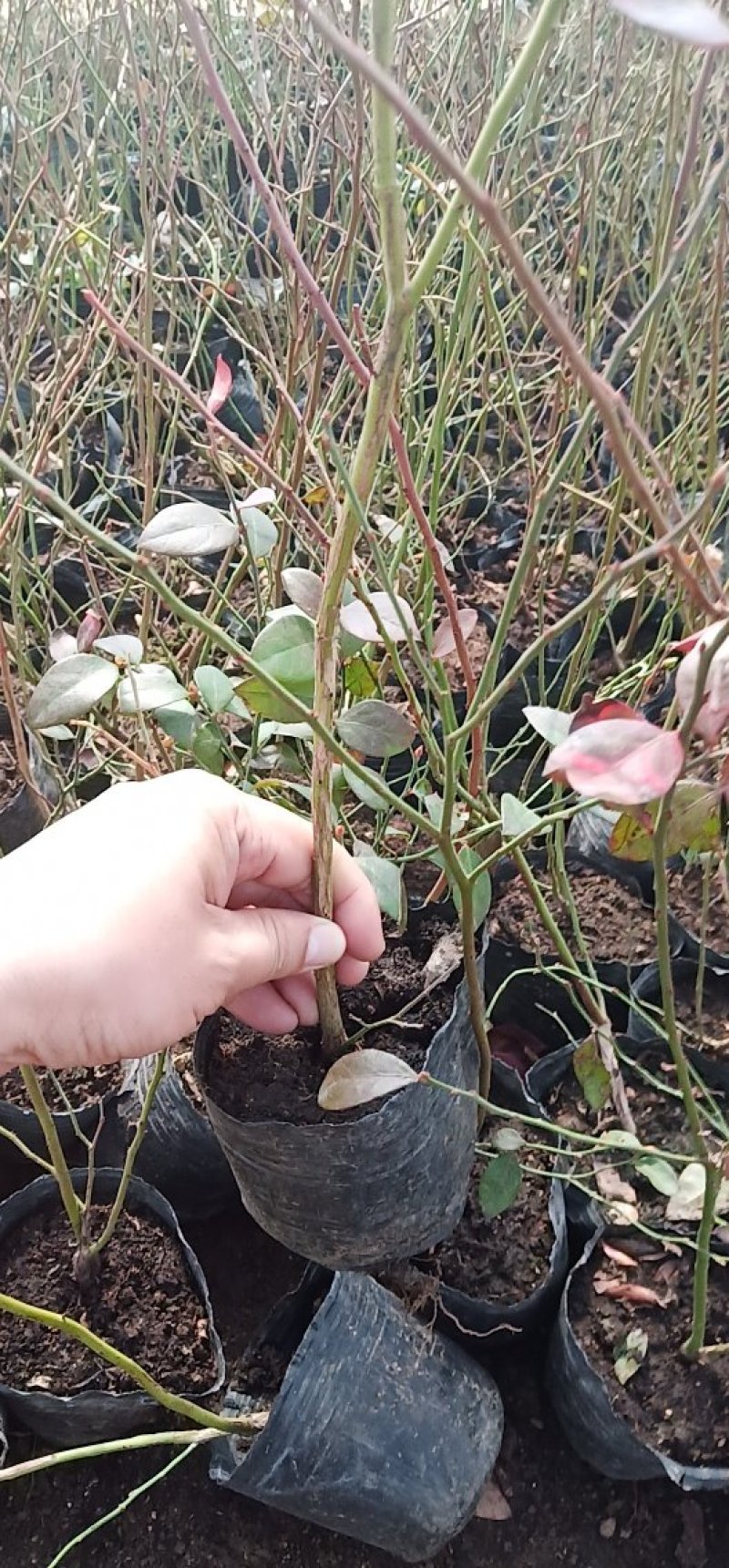 蓝梅苗