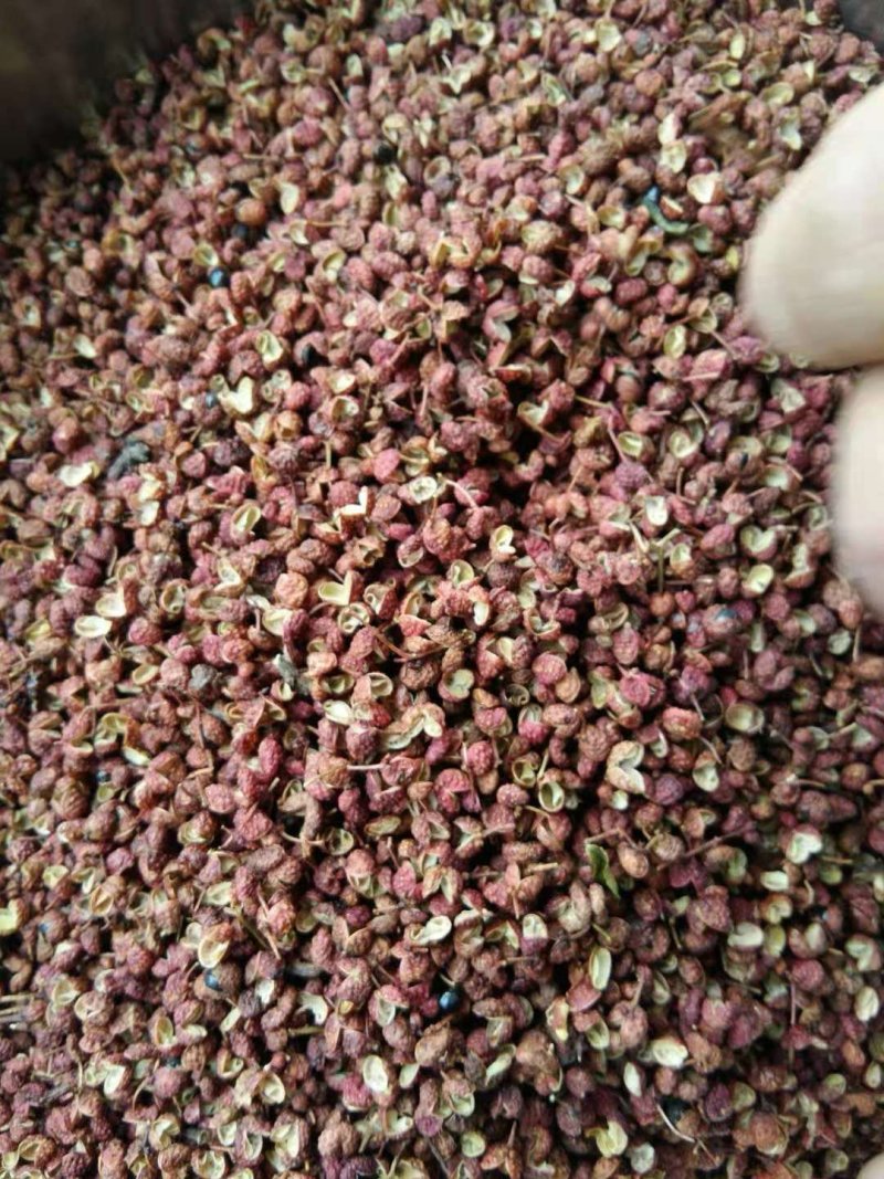 【精品】韩城山东花椒大红袍颗粒大特麻量大从优产地直发