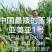 玉米种2017年国审品种秋乐368