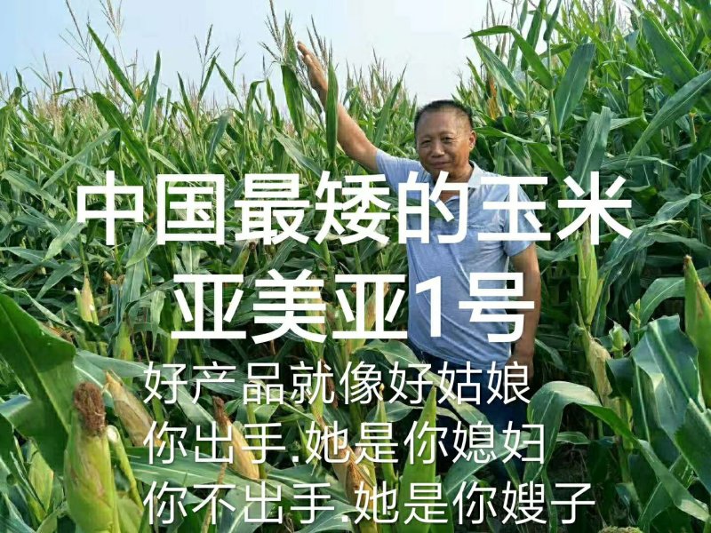 玉米种2017年国审品种秋乐368