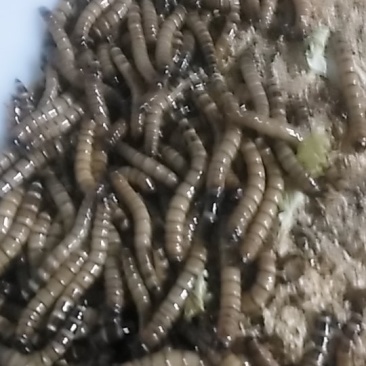 大麦虫
