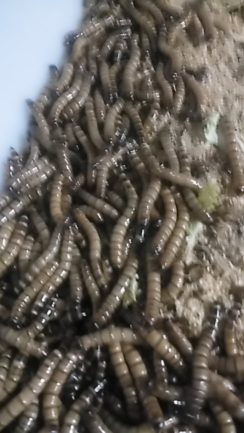 大麦虫