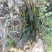 矮生苦草、高度30-40厘米。。。。。。。。