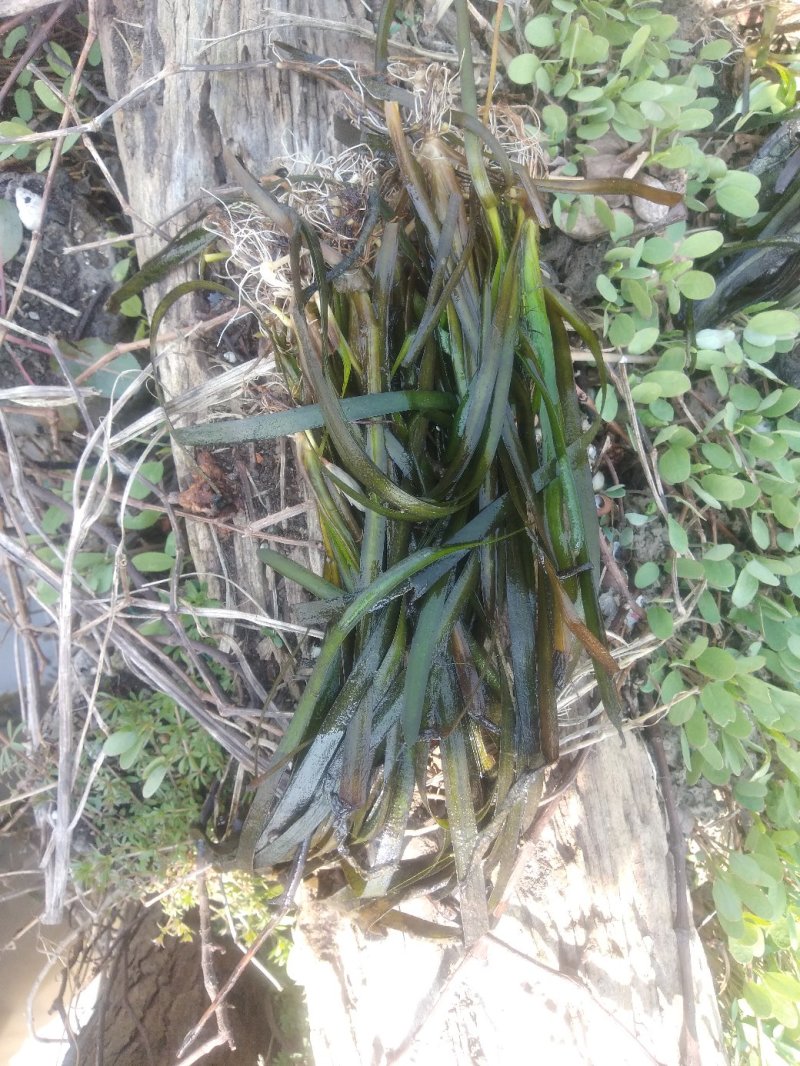 矮生苦草、高度30-40厘米。。。。。。。。