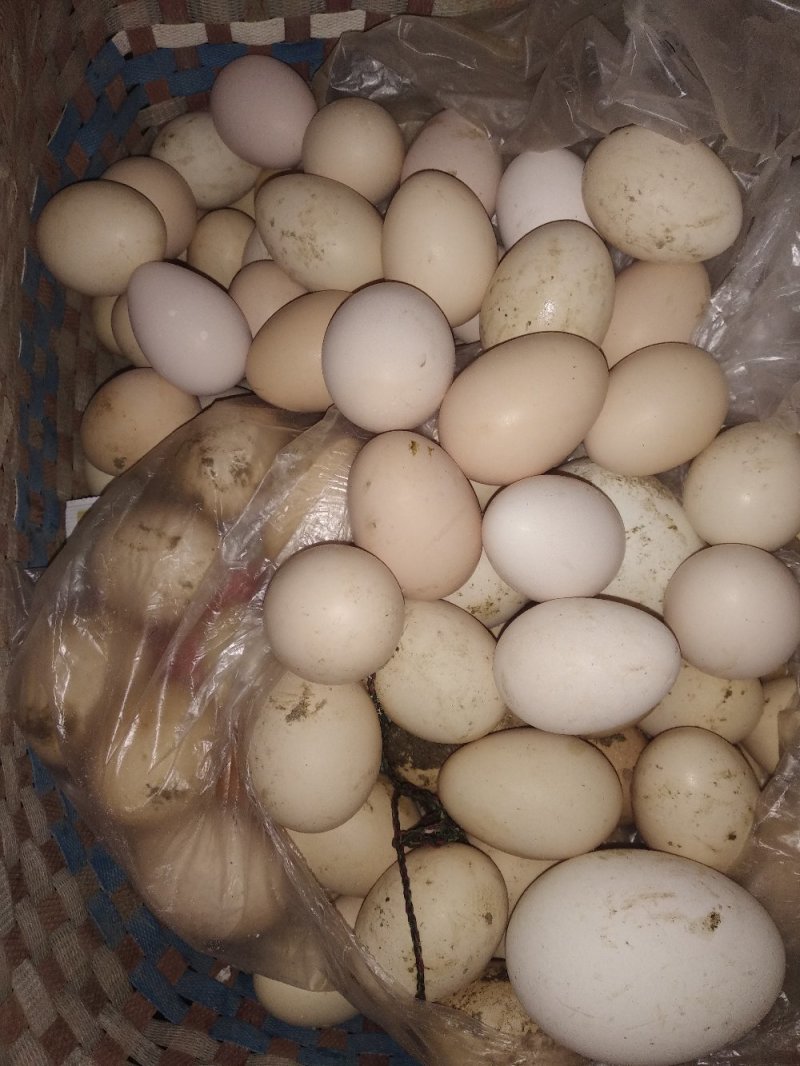 五谷杂粮纯柴鸡蛋，