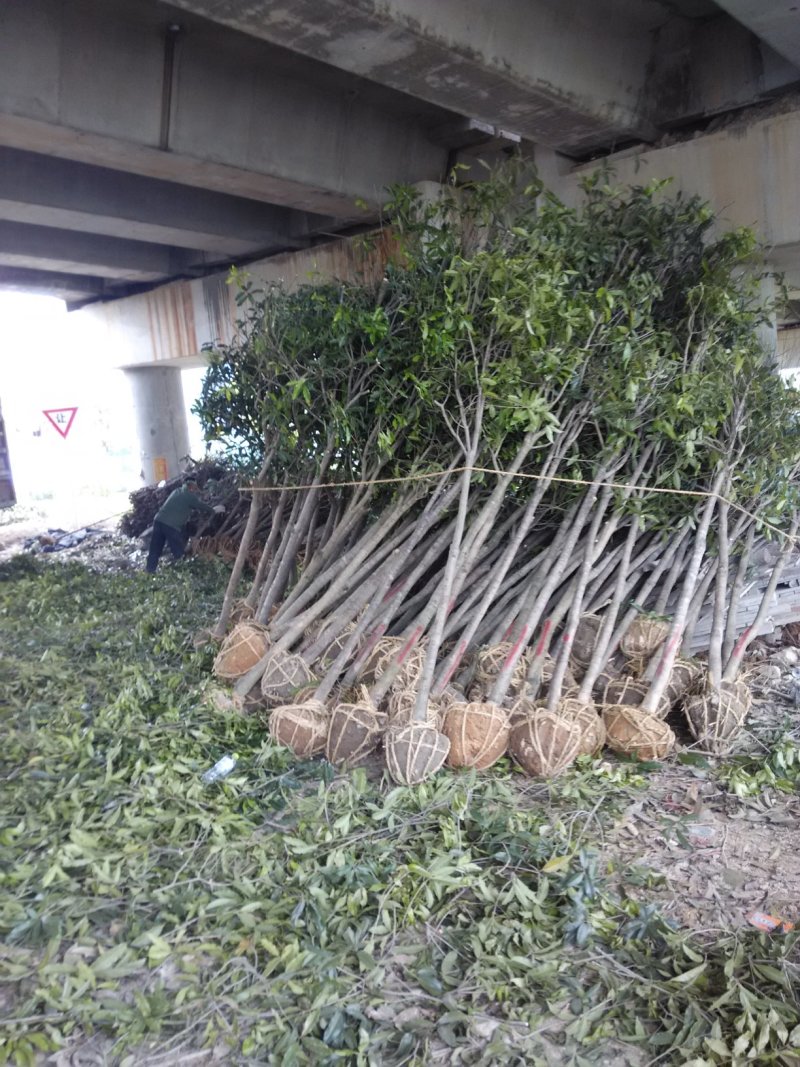 桂花树八月桂金桂黄金金桂金桂树自产自销批发价