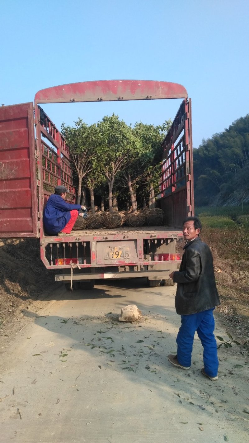 桂花树八月桂金桂黄金金桂金桂树自产自销批发价