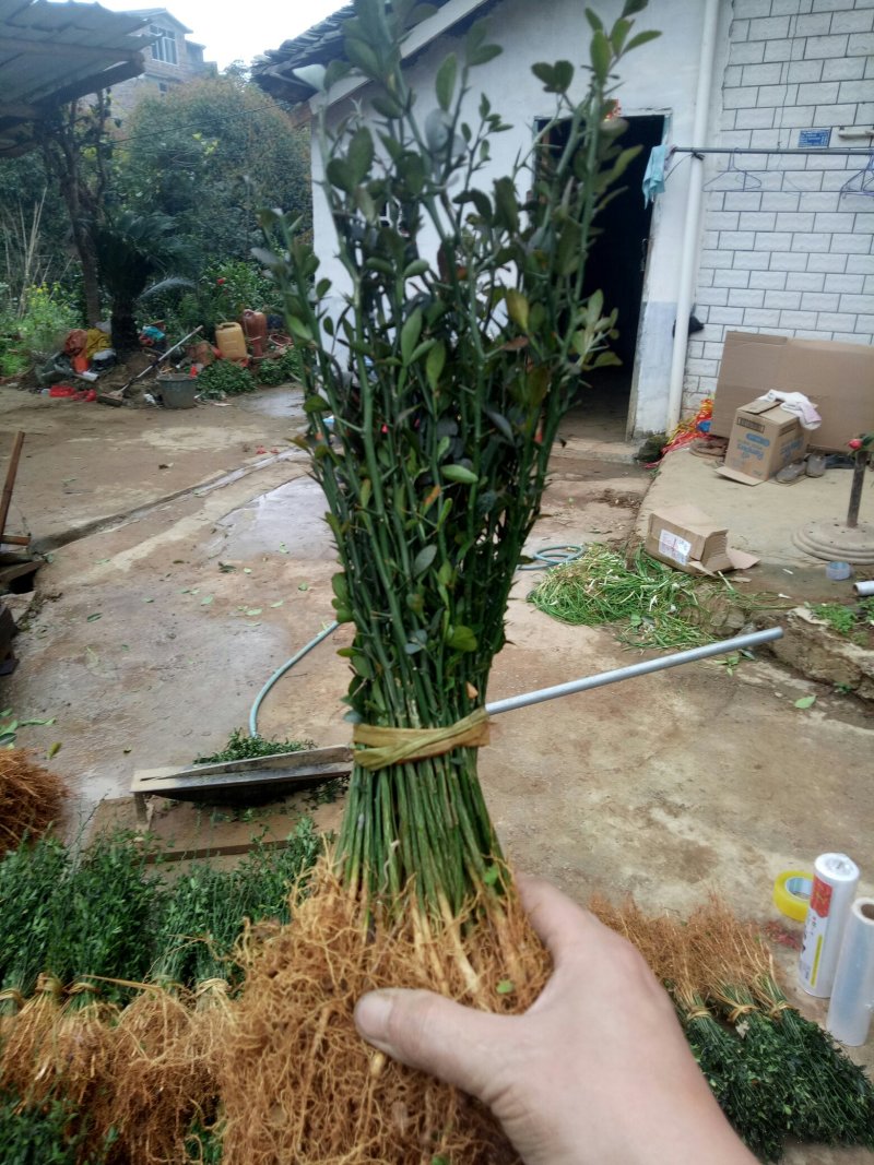 积壳苗枳壳苗积壳小苗枳壳芽苗枳壳包邮