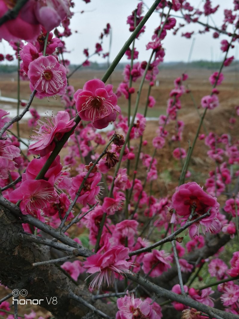 楠树，朴树，樟树，三角枫，湿地松，枇杷树，女贞树等土球好