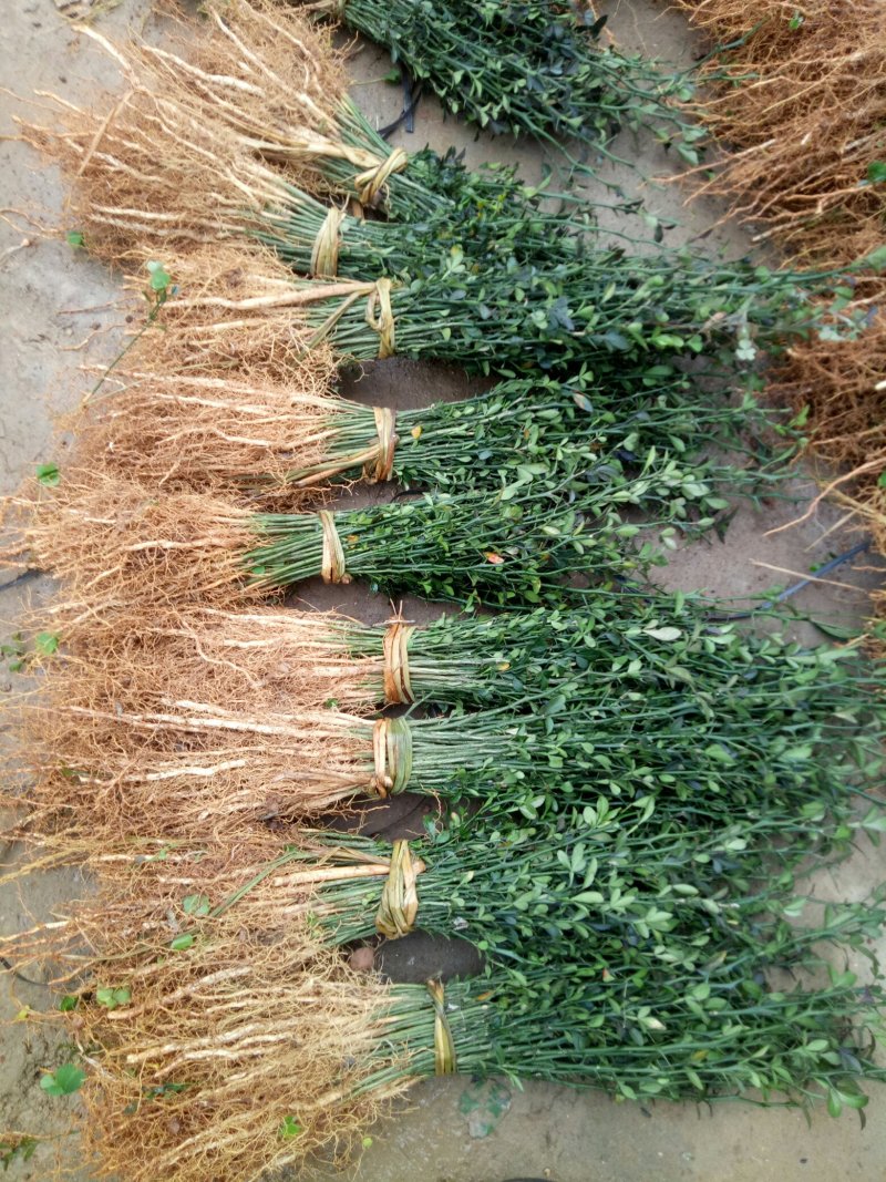 积壳苗枳壳苗积壳小苗枳壳芽苗枳壳包邮