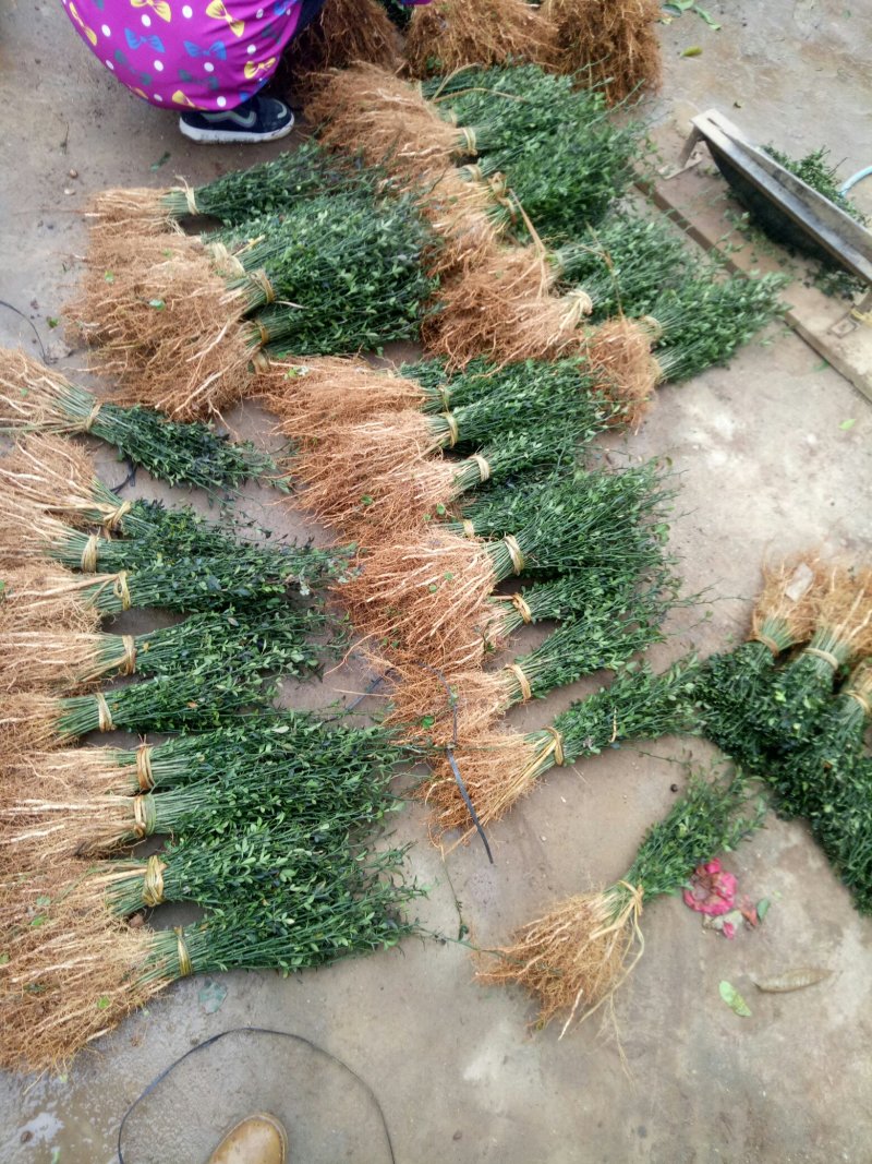 积壳苗枳壳苗积壳小苗枳壳芽苗枳壳包邮
