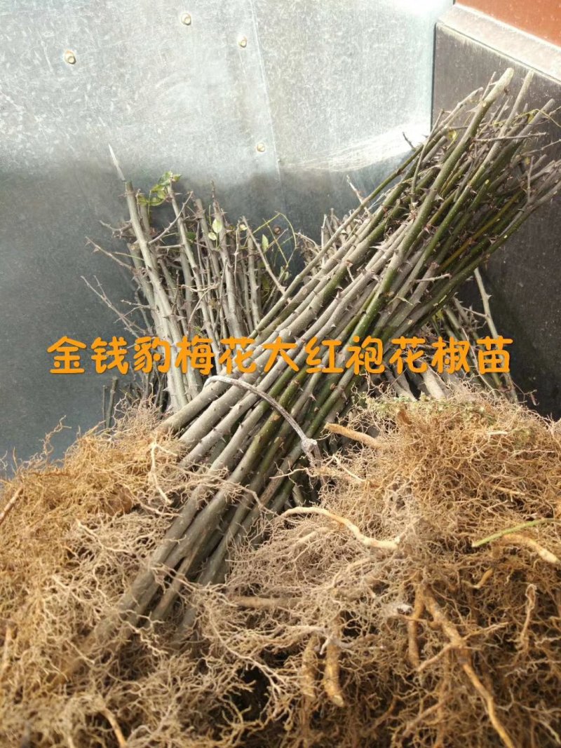 大红袍花椒树苗少刺伏椒大红袍正品3年苗包邮(武都金钱豹)