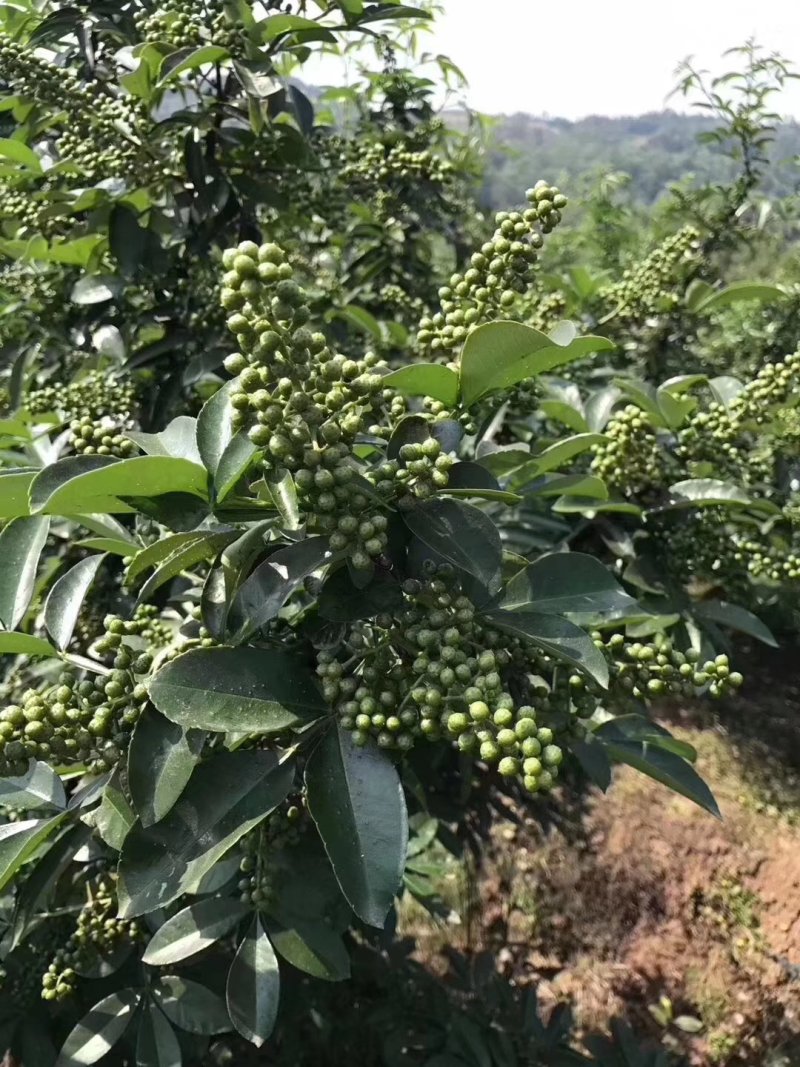 超纯种正中江津九叶青成品花椒苗已经上市