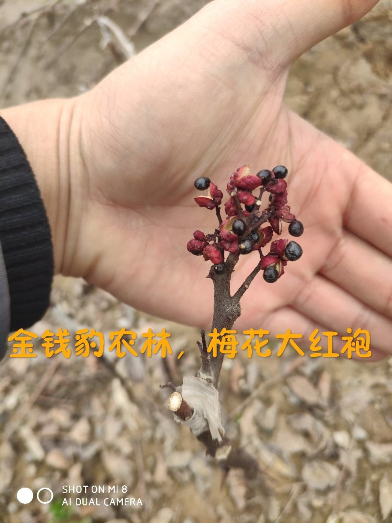 大红袍花椒树苗少刺伏椒大红袍正品3年苗包邮(武都金钱豹)