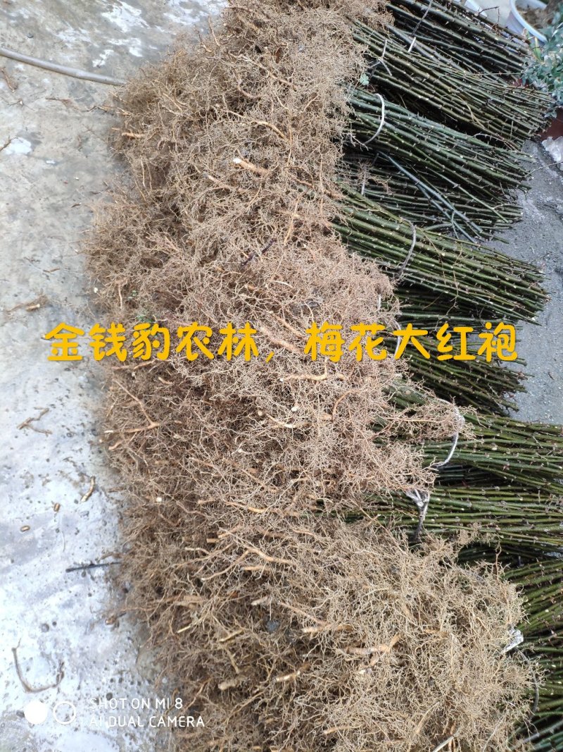 大红袍花椒树苗少刺伏椒大红袍正品3年苗包邮(武都金钱豹)