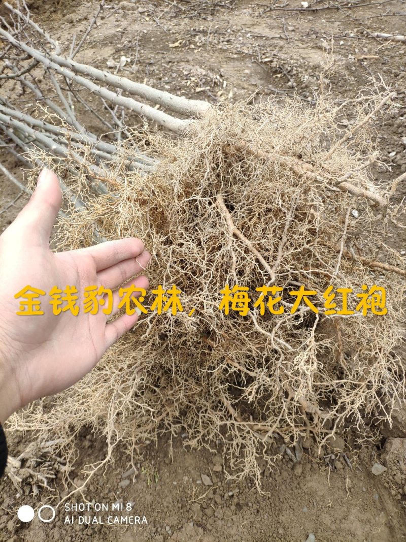 大红袍花椒树苗少刺伏椒大红袍正品3年苗包邮(武都金钱豹)