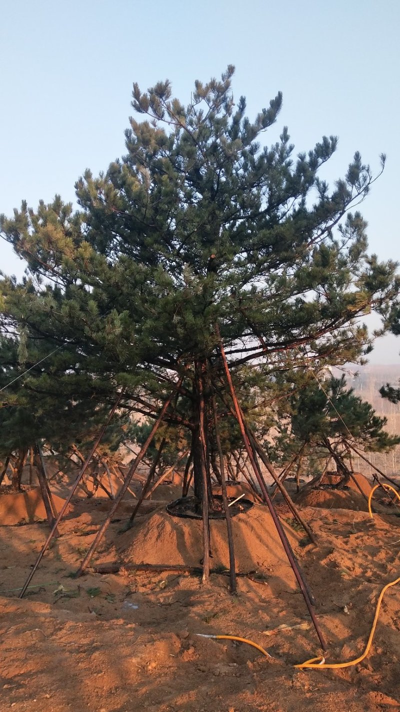 景观松
