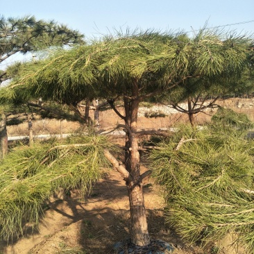 造型松