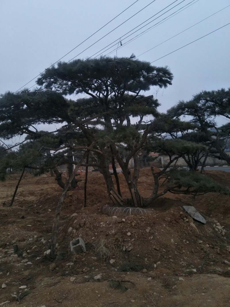 造型松