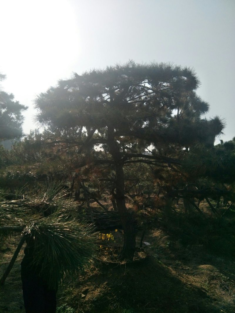 造型松