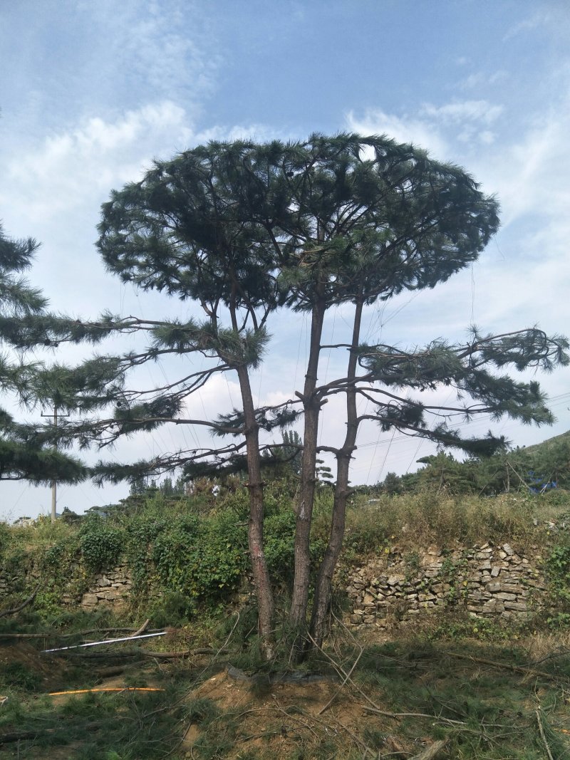 造型松