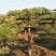 造型松