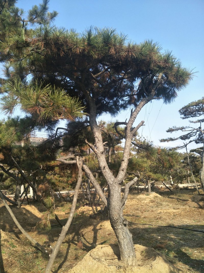 造型松