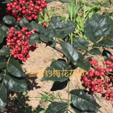 大红袍花椒树苗少刺伏椒大红袍正品3年苗包邮(武都金钱豹)
