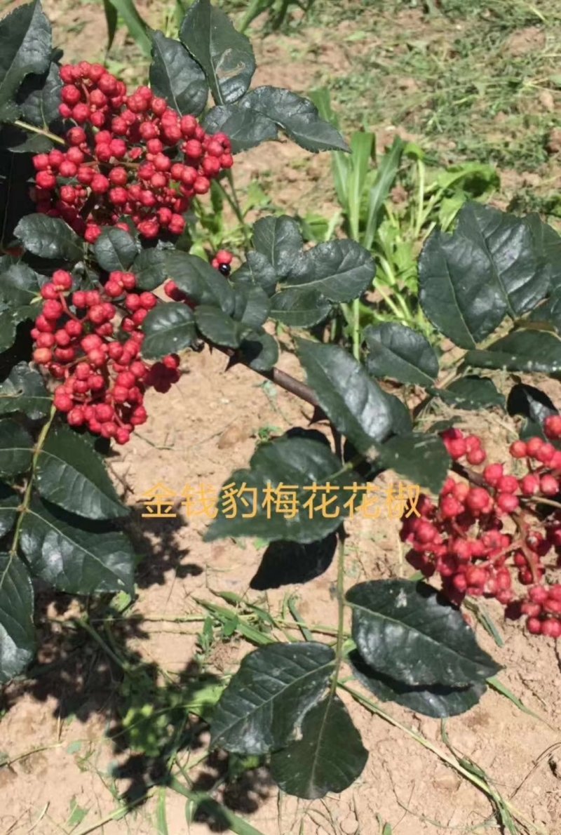 大红袍花椒树苗少刺伏椒大红袍正品3年苗包邮(武都金钱豹)