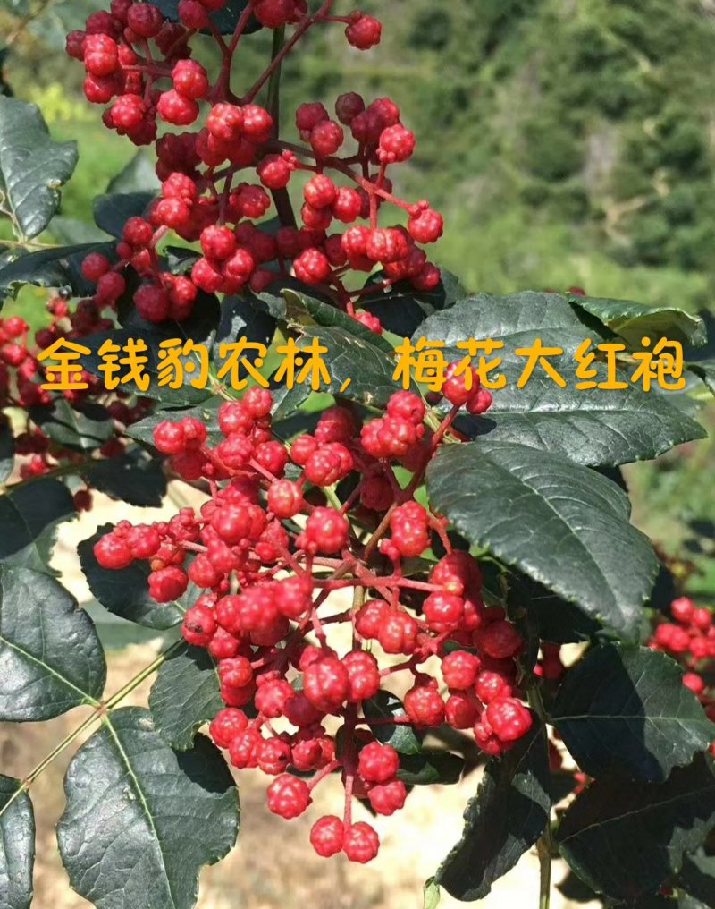 大红袍花椒麻椒武都梅花椒优选干货全国包邮货真价实