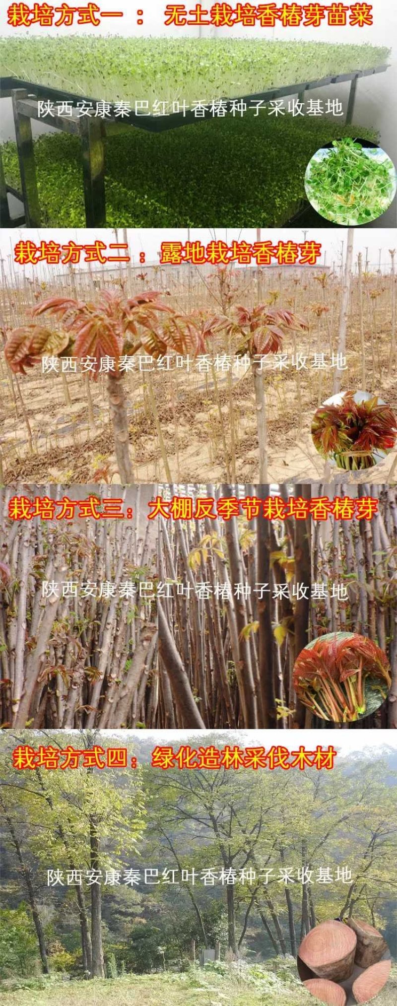 红油香椿种子（去翅净籽），产地直销，质量保证，全国包邮