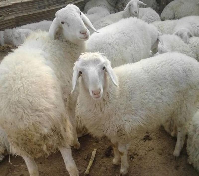 小尾寒羊优质小尾寒羊种母羊自繁自养免费送货