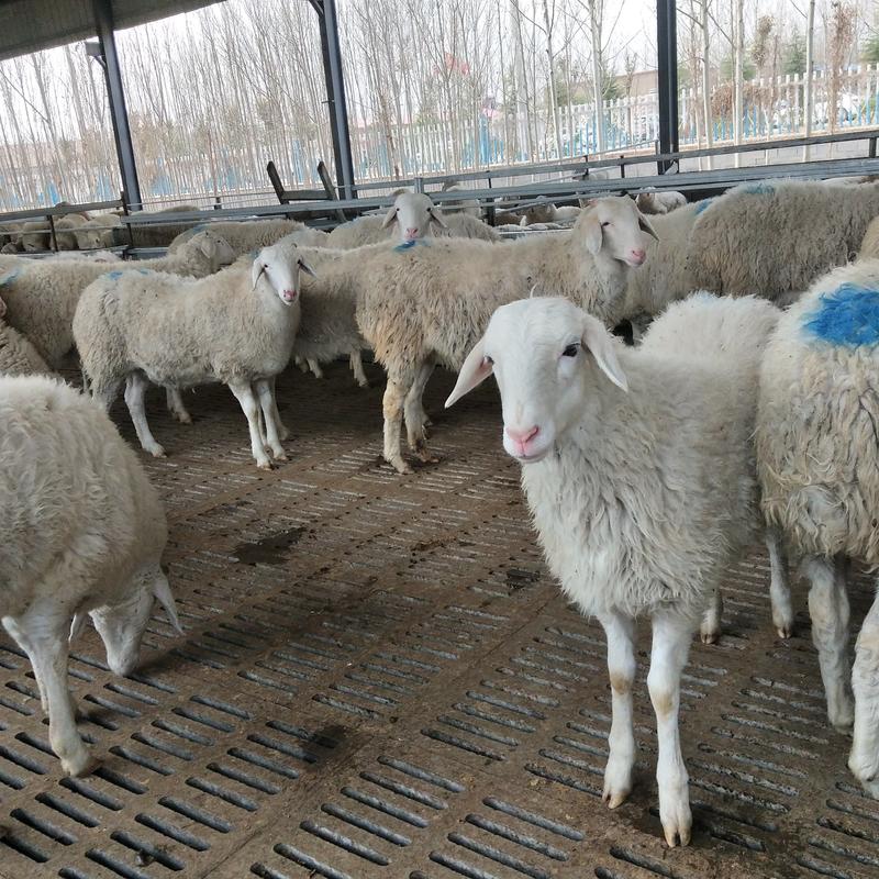小尾寒羊优质小尾寒羊种母羊自繁自养免费送货