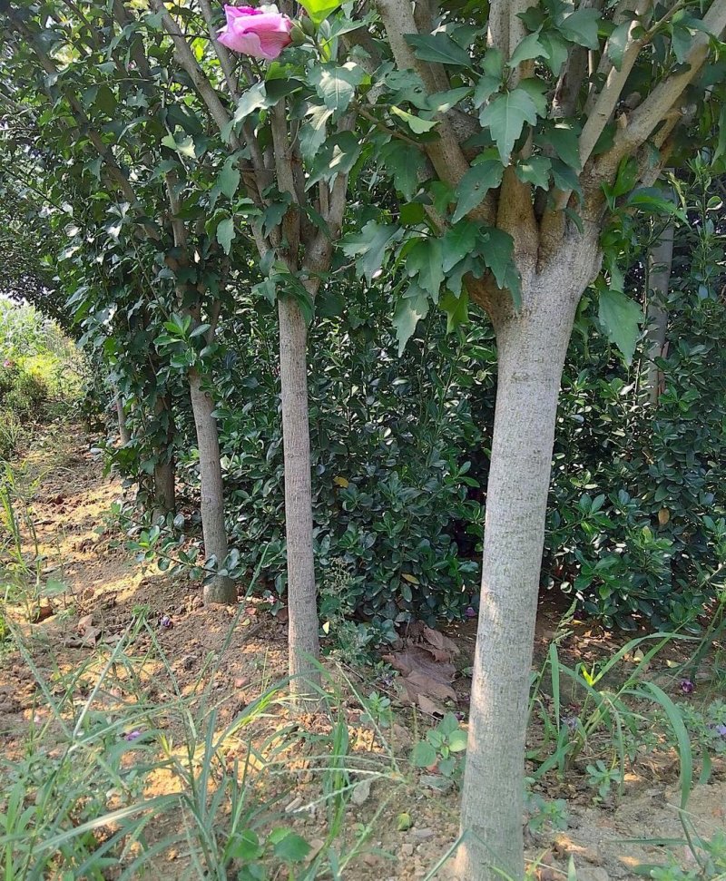 木槿苗苗高80公分左右死苗免费补发放心选购