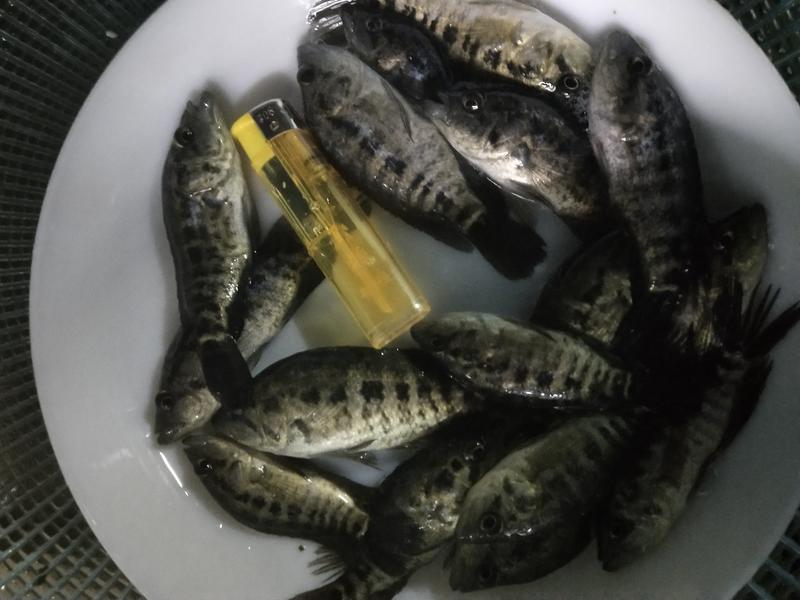 淡水石斑鱼苗优质花斑鱼淡水活体养殖亚路鱼食性强对水…要