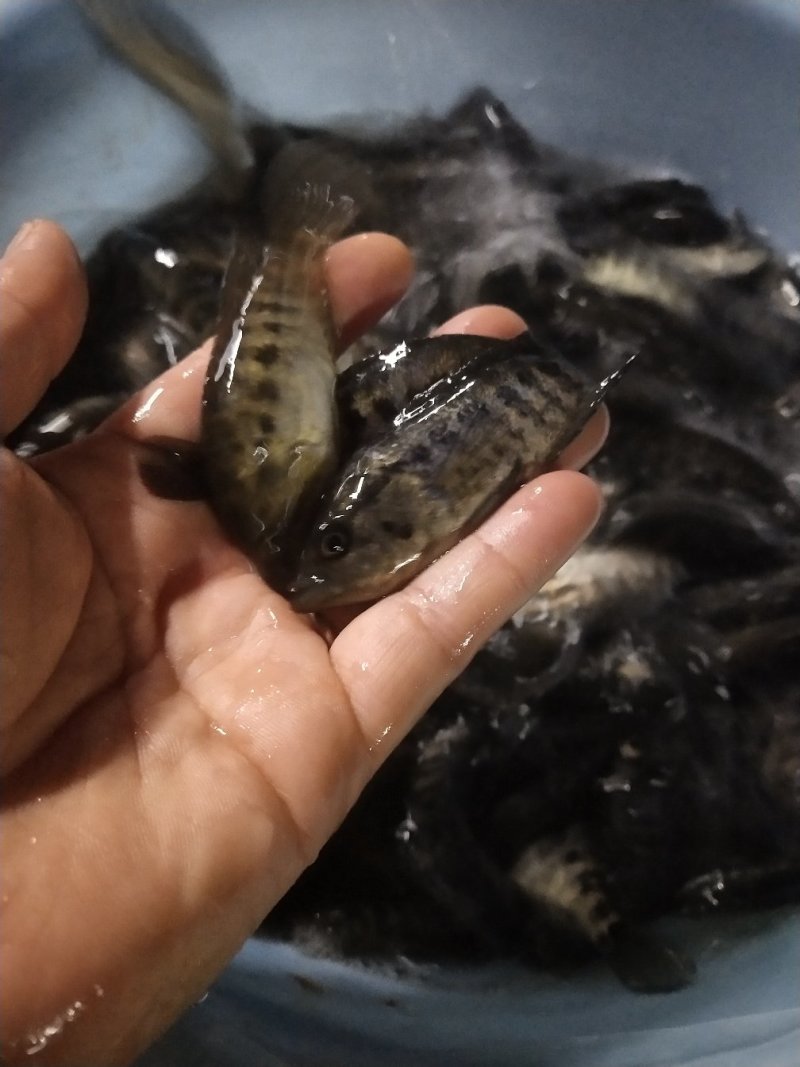 淡水石斑鱼苗优质花斑鱼淡水活体养殖亚路鱼食性强对水…要
