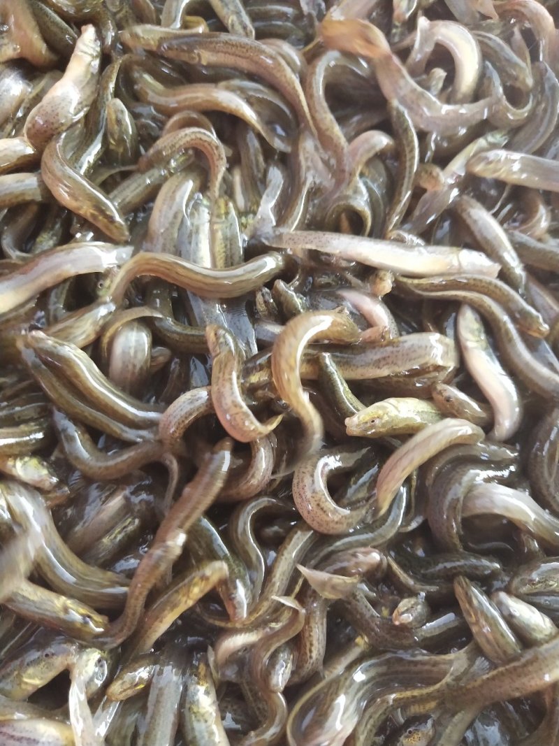 台湾泥鳅苗优质一号台湾泥鳅鱼苗杂交泥鳅苗易养殖好管理