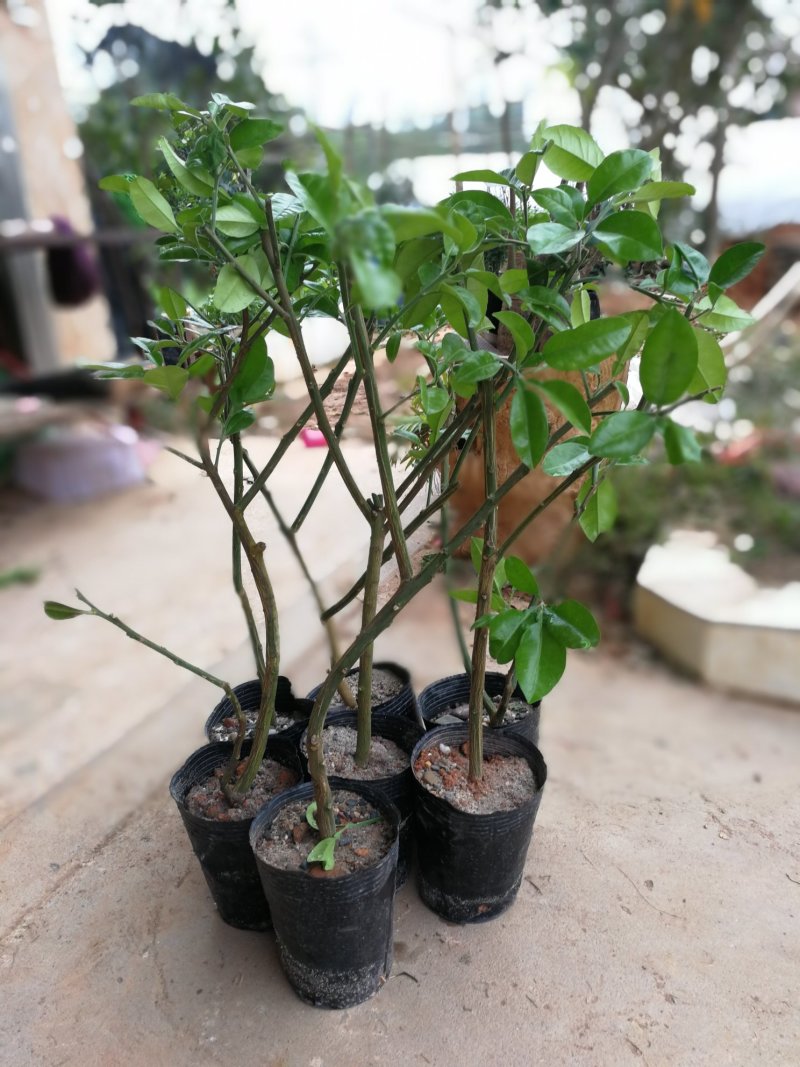 新品种泰国红宝石柚子苗