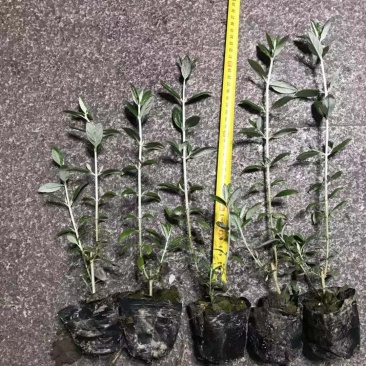 水果兰各种色块小苗