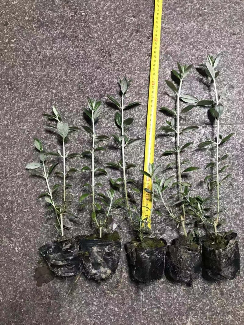 水果兰各种色块小苗