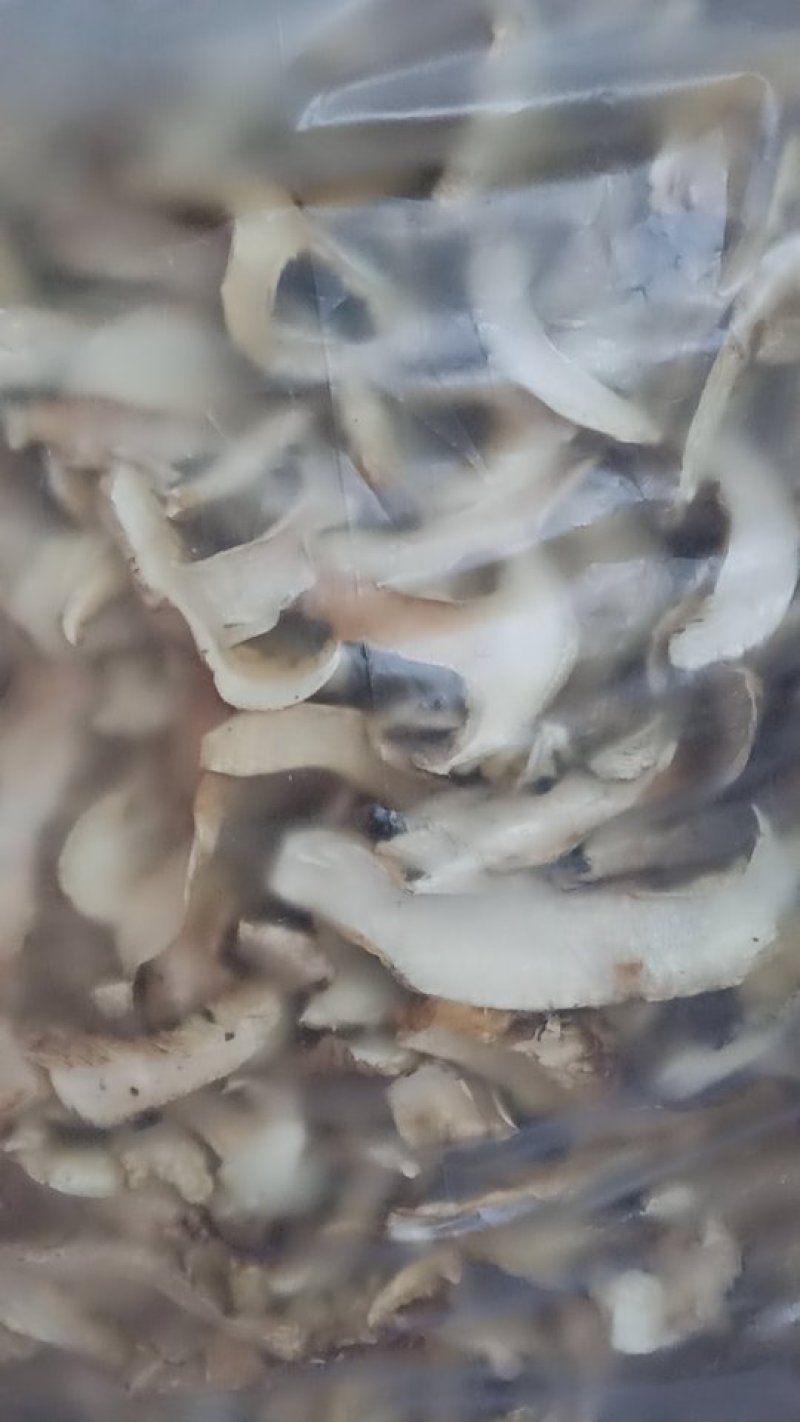 雅江一级野生松茸干片