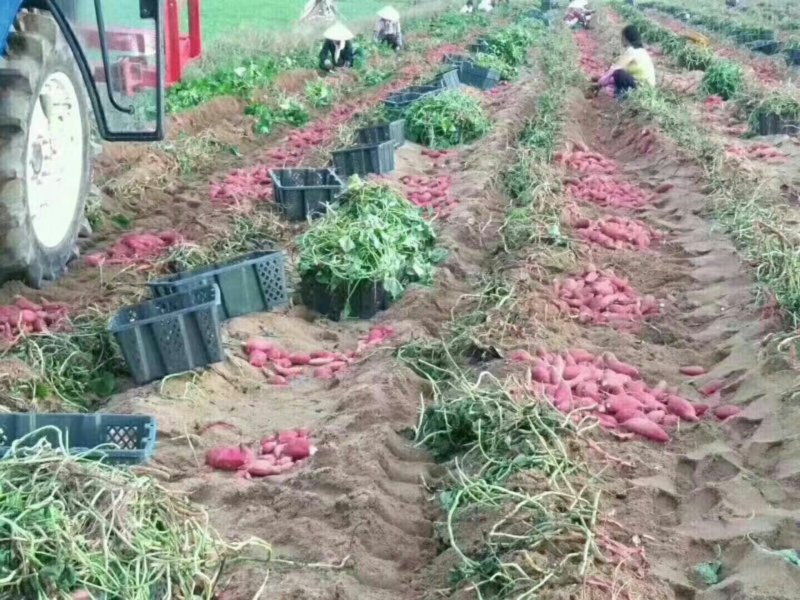海南高系十四红薯精品