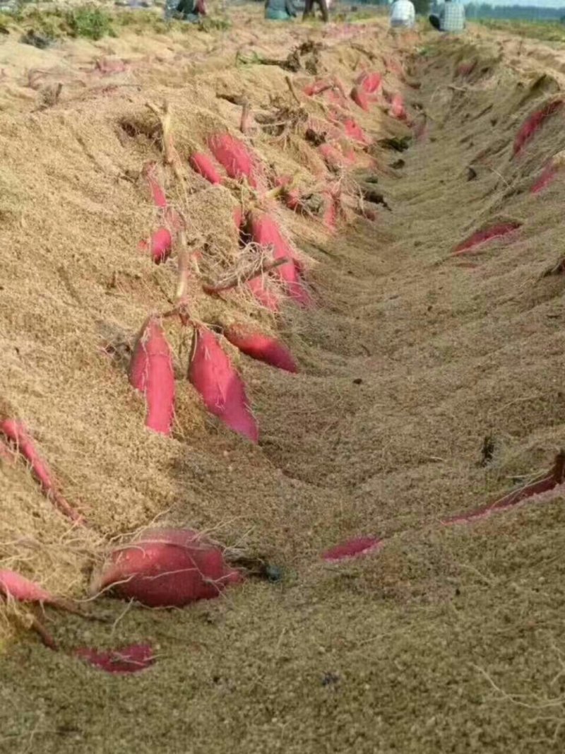 海南高系十四红薯精品
