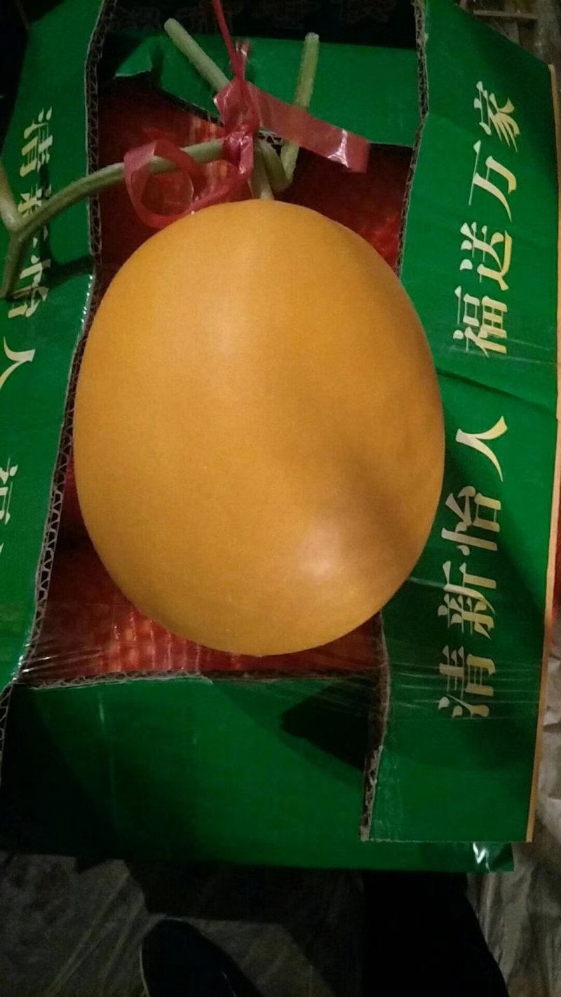 山东莘县久红瑞洋香瓜现已上市