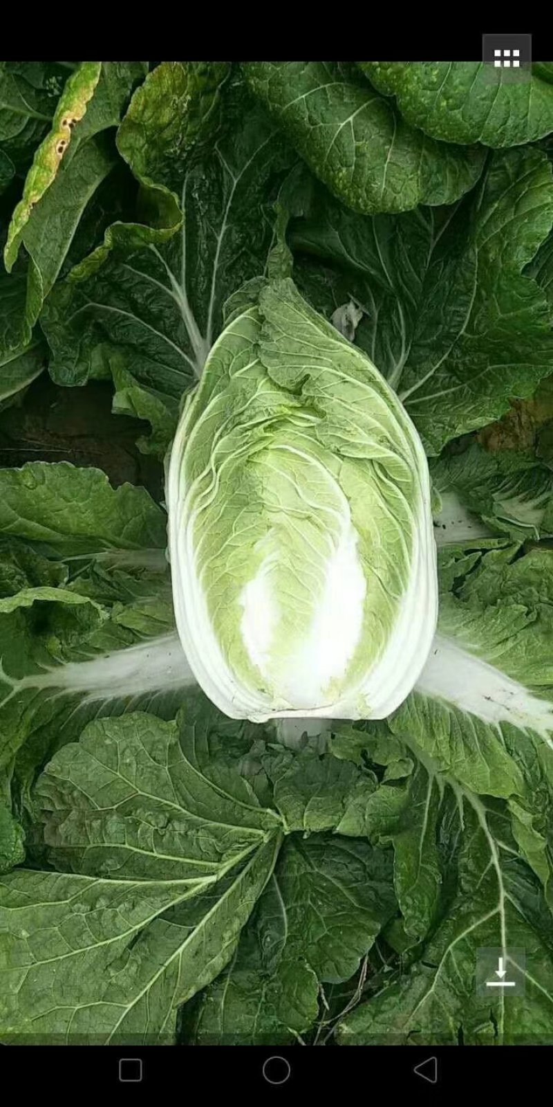 青州春季大白菜大量上市，欢迎各位老板前来咨询